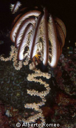 A CRINOID ON A HELIX GORGONIAN.
Nikon 801s + 60micro + I... by Alberto Romeo 